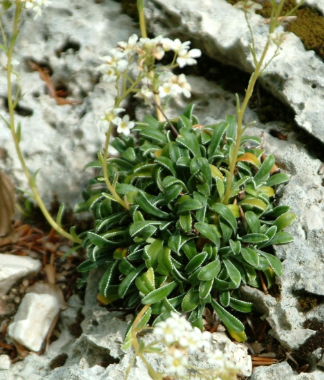 Saxifraga callosa / Sassifraga meridionale